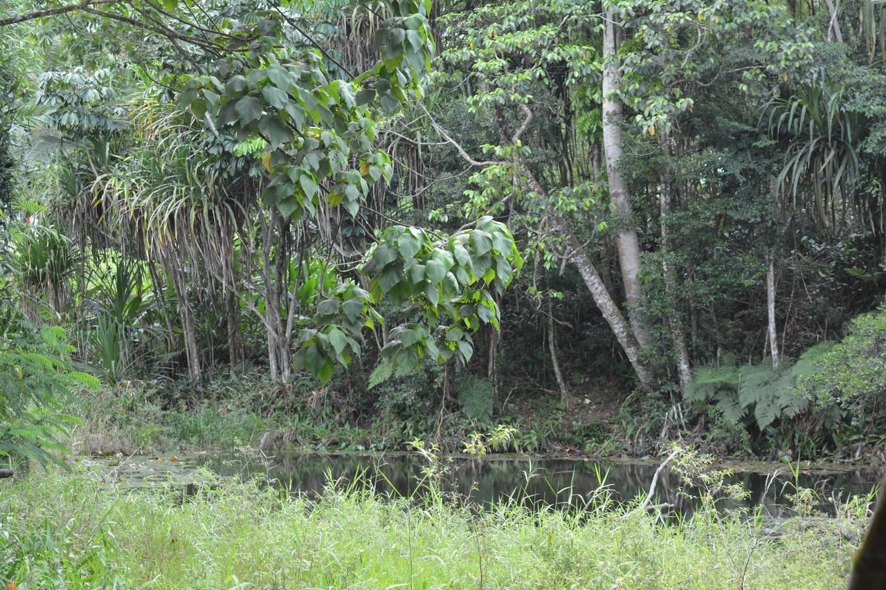 Rainforest Eco Lodge Suva Luaran gambar