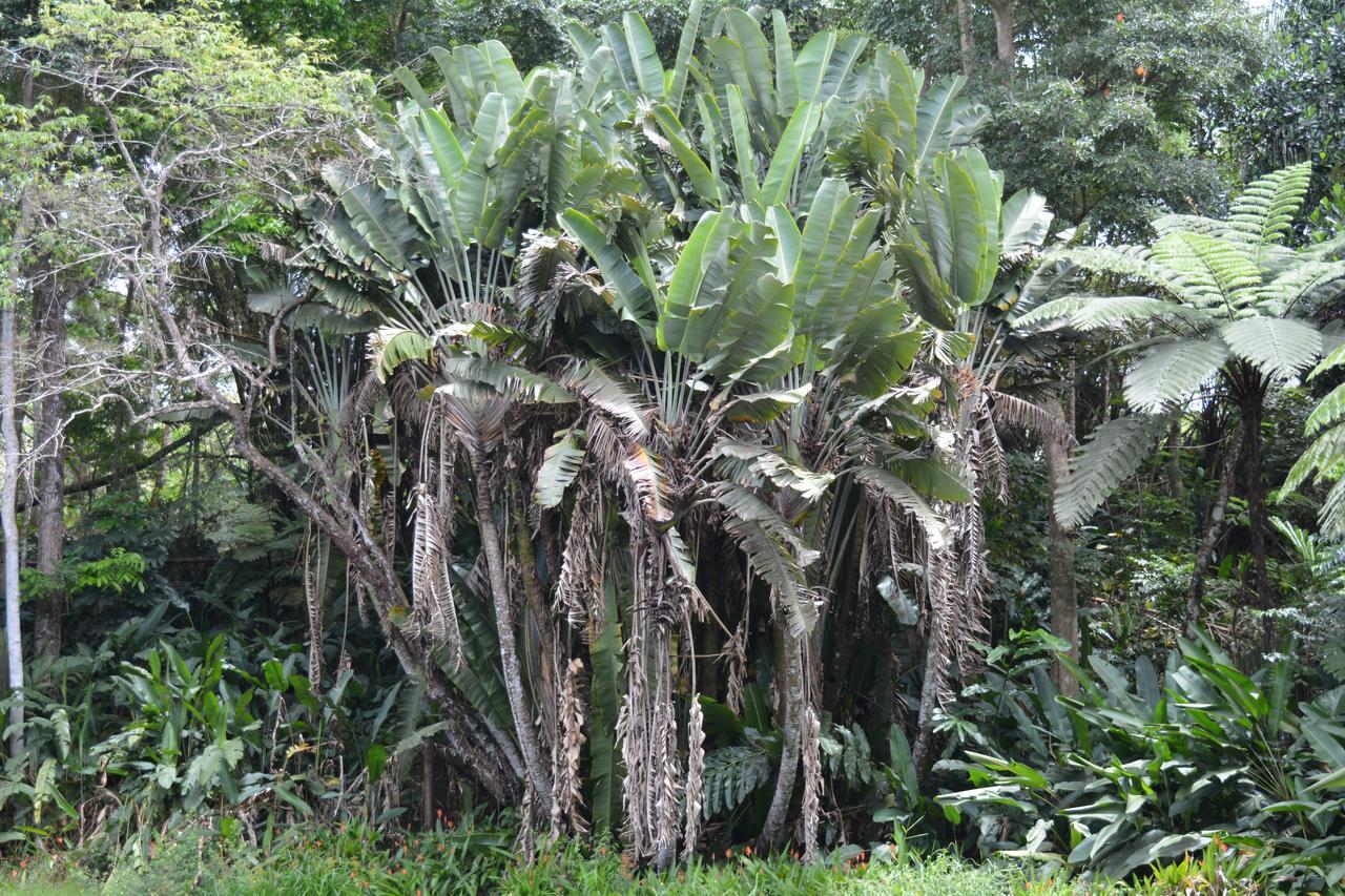 Rainforest Eco Lodge Suva Luaran gambar