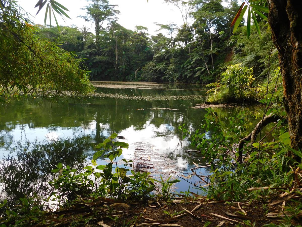 Rainforest Eco Lodge Suva Luaran gambar