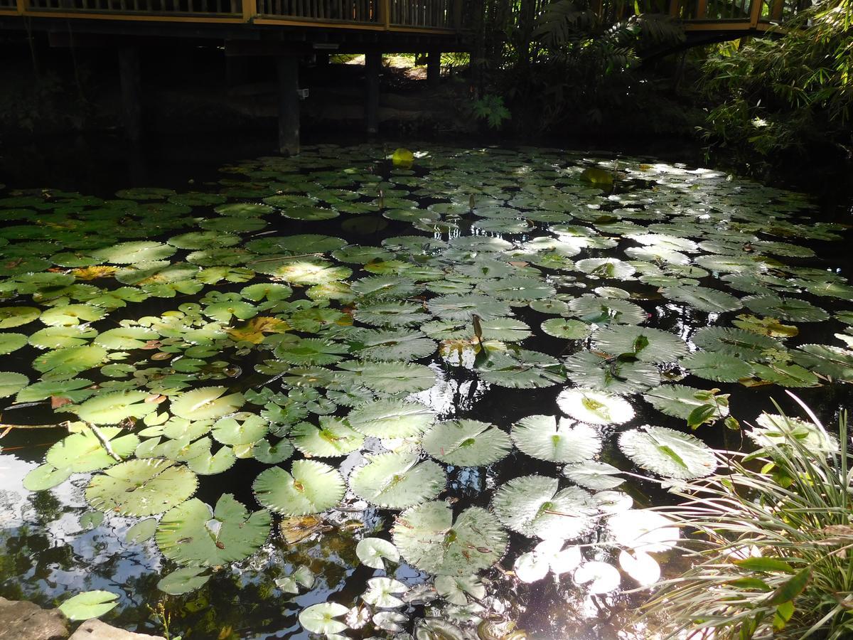 Rainforest Eco Lodge Suva Luaran gambar