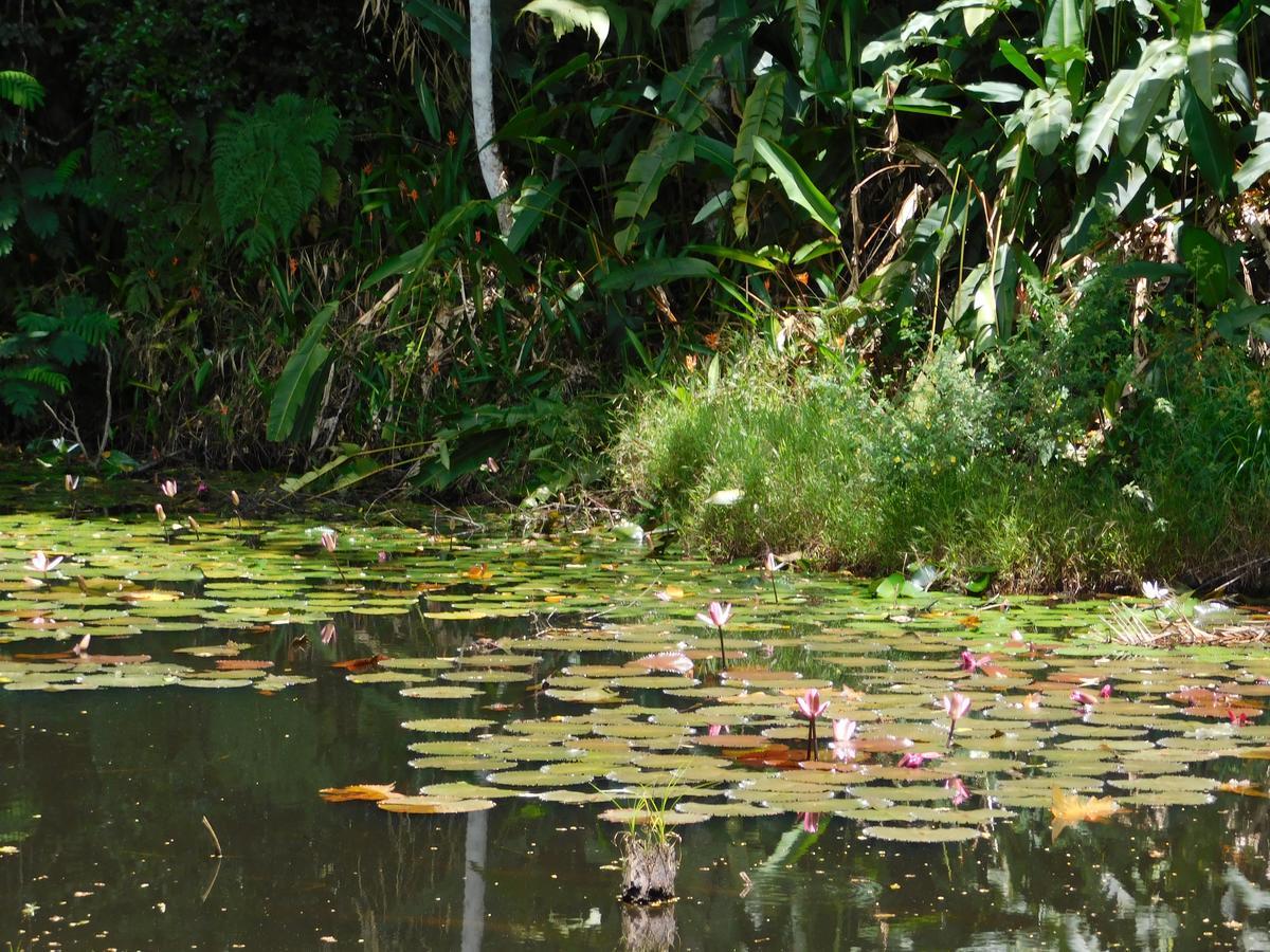 Rainforest Eco Lodge Suva Luaran gambar