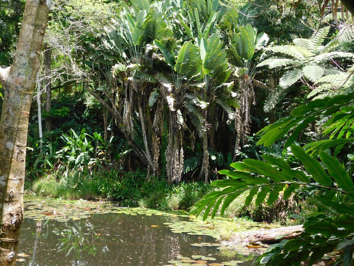 Rainforest Eco Lodge Suva Luaran gambar