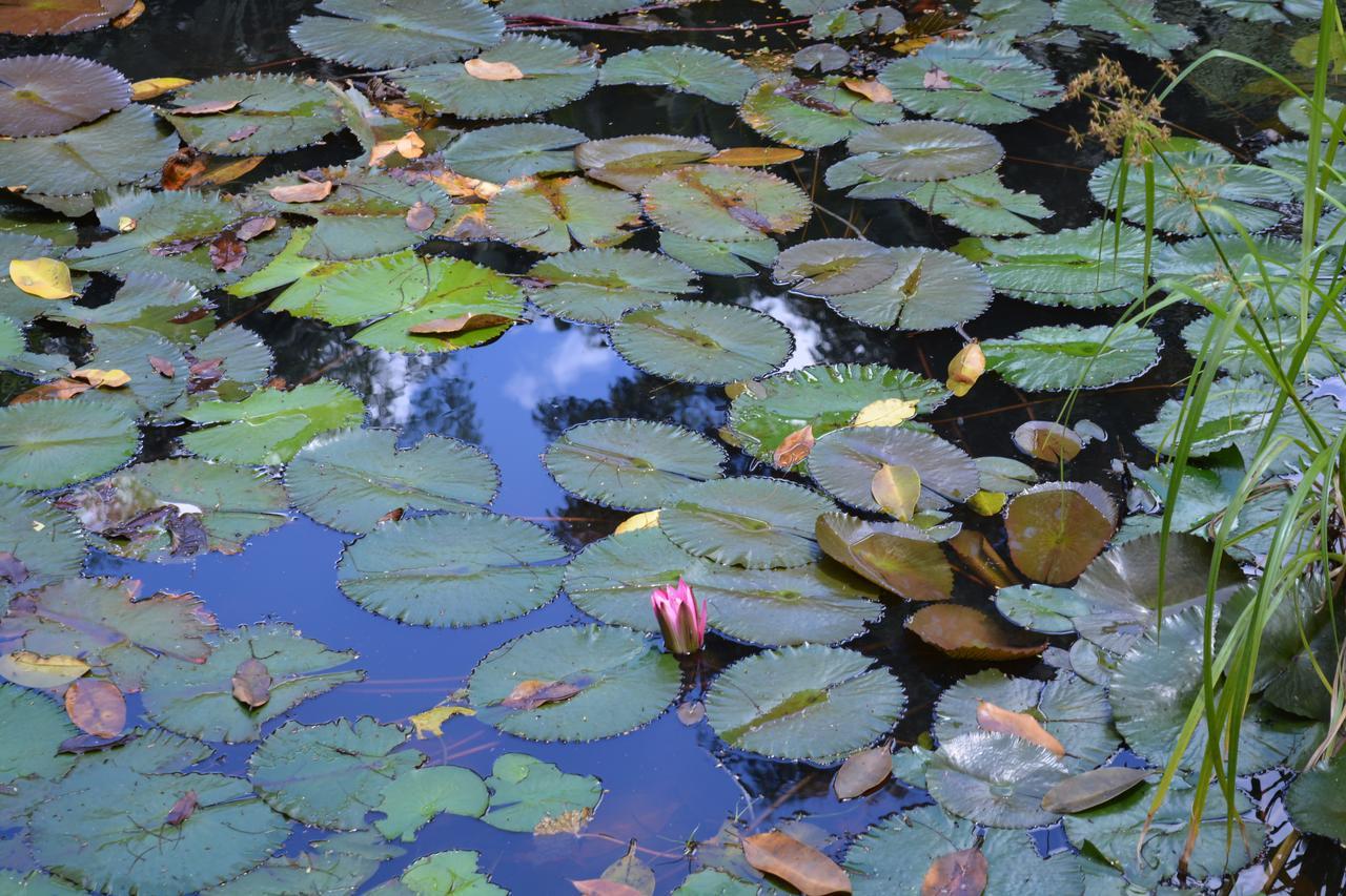 Rainforest Eco Lodge Suva Luaran gambar