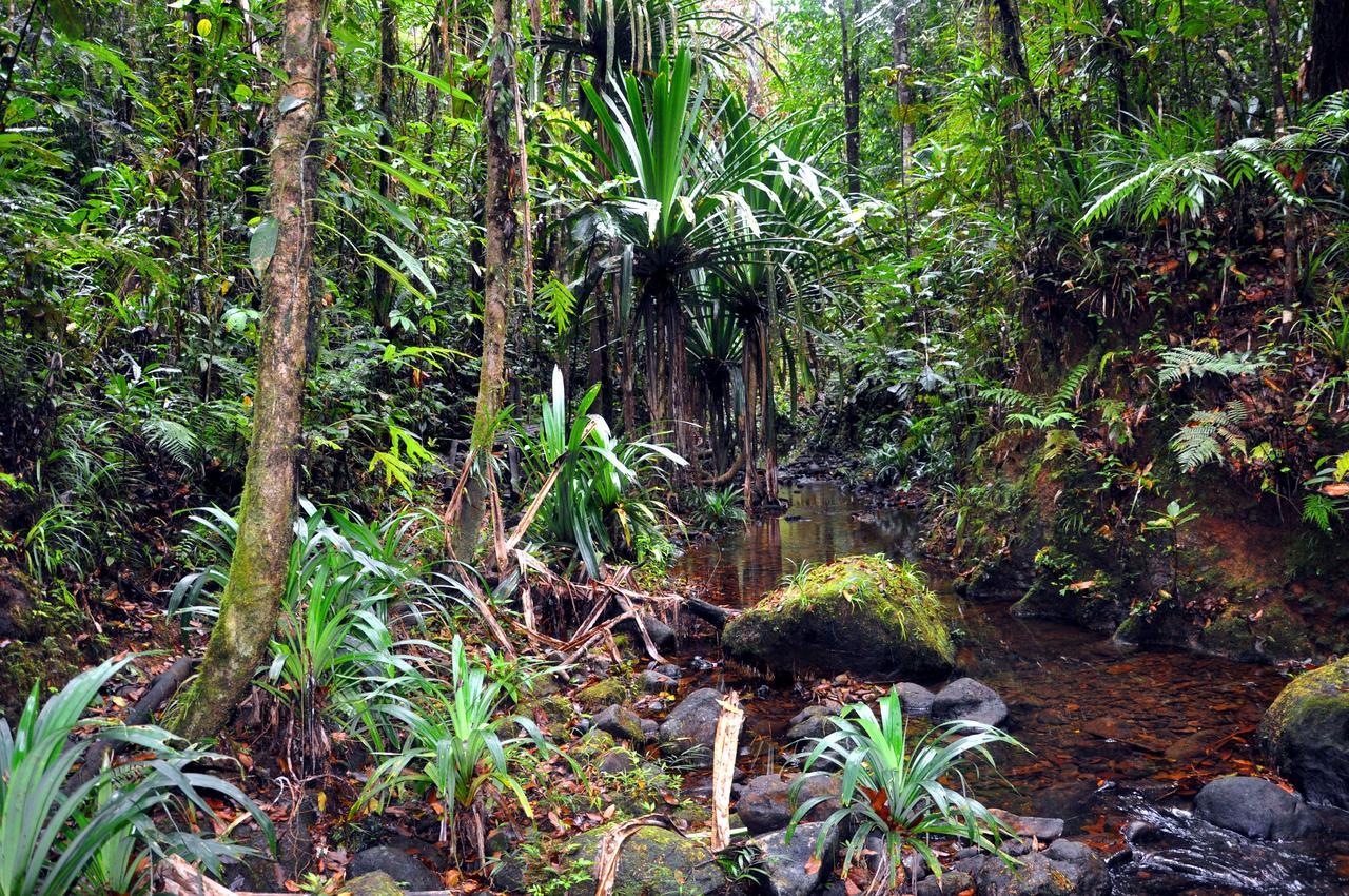 Rainforest Eco Lodge Suva Luaran gambar